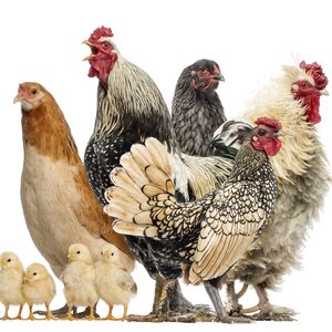 Team Page: Marsh Hens